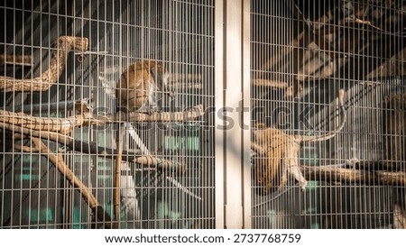 Encaged and Protected Monkeys at Inuyama Monkey Park