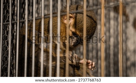 Encaged and Protected Monkeys at Inuyama Monkey Park