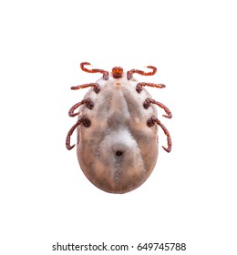 Encephalitis Or Lyme Virus Infected Tick Insect Isolated On White Background