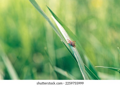 Encephalitis Tick Insect Crawling Green Grass. Encephalitis Virus or Lyme Borreliosis Disease Infectious Dermacentor Tick Arachnid Parasite Insect Macro. Dermacentor marginatus