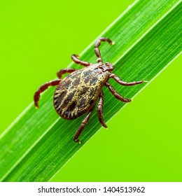 Encephalitis Tick Insect Crawling on Green Grass. Encephalitis Virus or Lyme Borreliosis Disease Infectious Dermacentor Tick Arachnid Parasite Insect Macro.