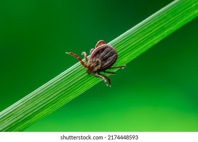 Encephalitis Tick Insect Crawling on Green Grass. Lyme Borreliosis Disease, Encephalitis, DTV or Powassan Virus Infectious Dermacentor Tick Arachnid Parasite.