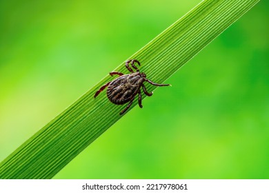Encephalitis Tick Insect Crawling on Grass. Lyme Borreliosis Disease, Encephalitis, DTV or Powassan Virus Infectious Dermacentor Tick Arachnid Parasite Macro.