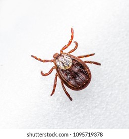 Encephalitis Virus or Lyme Disease Infected Tick Arachnid Insect Pest on White Background