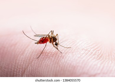 Chikungunya Fever High Res Stock Images Shutterstock