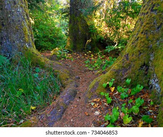 Enchanted Coastal Forest - Hiking Trail Through The Woods In Devil's Lake State Park - Lincoln City, OR