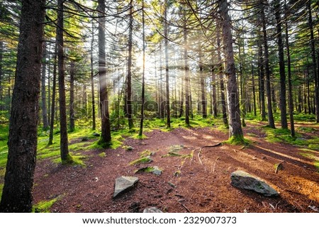 Enchanted dreamy fairy tale moss forest with sun rays behind tree conifer trunks in Huckleberry hiking trail in West Virginia Spruce Knob mountains