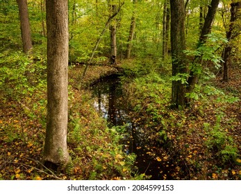 Enchanted Fall Foliage At Tuckahoe State Park, Maryland