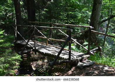 Enchanted Forest