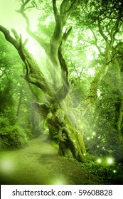 Enchanted Forest with ancient tree.