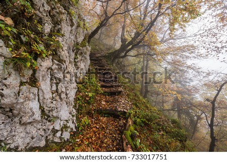 Similar – Vernebelte Herbstfärbung