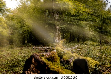 Enchanted forest with fallen tree, seen from an esplanade with another tree in the middle in the background, surrounded by more trees, and the sun's rays falling from the corner