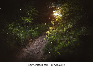 Enchanted Forest, Magical Trail, Mystical Woodland Background