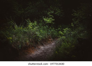 Enchanted Forest, Magical Trail, Mystical Woodland Background