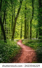 Enchanted Forest Path Dappled in Sunlight