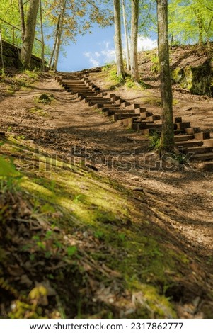 Enchanted Forest Path: Wooden Stairway Amidst Lush Green Forest