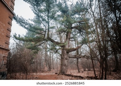 Enchanted Forest Pathway with a Majestic Pine Tree Framed by Dense Foliage. - Powered by Shutterstock