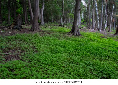 Enchanted Forest Scene. Lush green forest floor surrounded by towering ancient cedar trees in a northern boreal forest. 