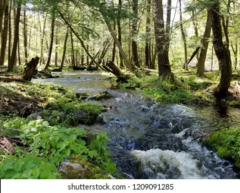Enchanted Forest Stream