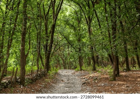 Enchanted forest with twisted trees in the Cumbres de Monterey National Park