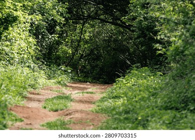 Enchanted Green Canopy Pathway Inviting Exploration Into Deep Woods