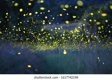 Enchanted magical forest of fireflies (lightning bugs) on a warm summer evening. Long exposure creates ethereal and nostalgic atmosphere