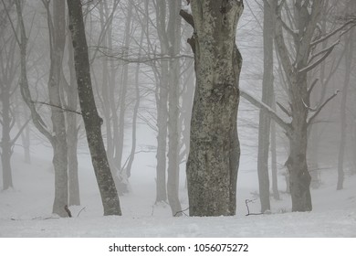 7,636 Enchanted winter forest Images, Stock Photos & Vectors | Shutterstock