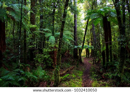 Enchanted rainforest in New Zealand