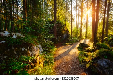 Enchanted woods in the morning sunlight. Fairytale forest in autumn. Location place Germany Alps, Europe. Wonderful natural background. Scenic image of wilderness. Discover the beauty of earth. - Shutterstock ID 1322639807