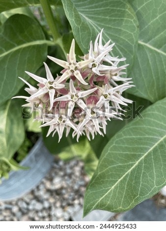 Enchanting allure of Showy Milkweed (Asclepias speciosa). These elegant blooms, with their distinctive clusters of pinkish-purple flowers and broad leaves, attract a myriad of pollinators