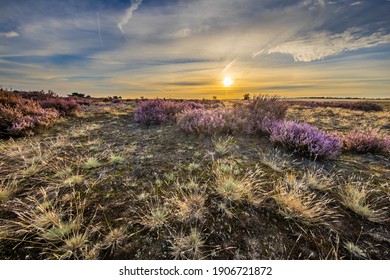 Enchanting landscape scenery of heathland in National park Hoge Veluwe, Gelderland Province, the Netherlands. Landscape scene of nature in Europe.