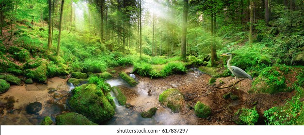 Очаровательные панорамные лесные пейзажи с мягким светом, падающим сквозь листву, ручей со спокойной водой и цаплей