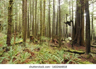 Enchanting Rain Forest Northwest Coastal Range Of Oregon