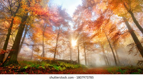 Enchanting rays of the sun fall through wafts of mist in a forest, a gorgeous, dreamy and vibrant autumn scenery - Shutterstock ID 1807973785