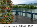 Enchanting riverside of Aare river in Olten with vertical gardens, red flowers, a wet ground, metal railing, and serene ambiance.