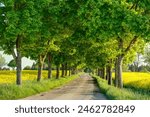 Enchanting spring landscape: picturesque country road, green tree-lined avenue, blooming nature, idyllic atmosphere.