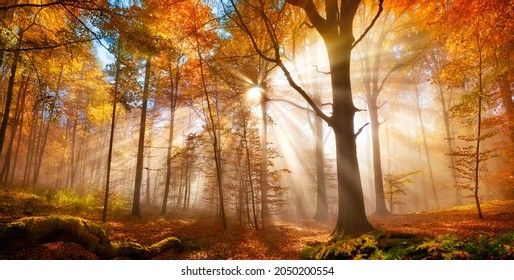 Enchanting sun rays falling through the mist in a golden forest in autumn. The beauty of nature in vibrant warm autumnal colors of deciduous trees