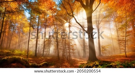 Similar – Image, Stock Photo Sun rays fall on a road with autumn trees on the roadside