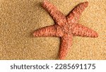 Enchanting Sunlit Encounter: Close-Up View of a Magnificent Starfish Resting on Sandy Shores in Brilliant Daylight