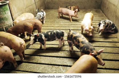 Enclosed Swine Farming. Group Of Pink And Grey Piglets In A Typical Pig Pen. Taken In Midwest USA.