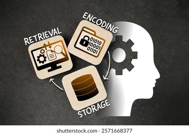 Encoding, storage and retrieval. What Is Memory, stages and processes in short-term memory and long-term memory