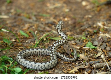 Encounter with a beautiful venomous snake: horn nosed viper - Vipera ammodytes - Shutterstock ID 1752535991