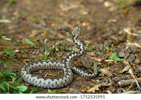 Encounter with a beautiful venomous snake: horn nosed viper - Vipera ammodytes