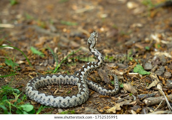 Encounter with a beautiful venomous snake: horn\
nosed viper - Vipera\
ammodytes