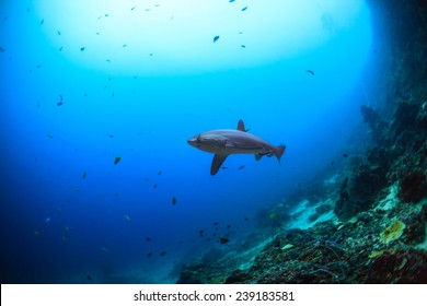 Encounter With Big Thresher Shark In Malapascua, Philippines