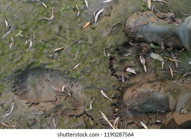 Encounter With Fresh Grizzly Bear Tracks In Mud With Rubber Boots Of The Observer In The Picture