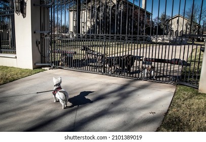 Encounter - Small Westie Dog In Harness Stands Outside Metal Gate To Dark Mansion With Gang Of Dogs Viciously Barking From Inside