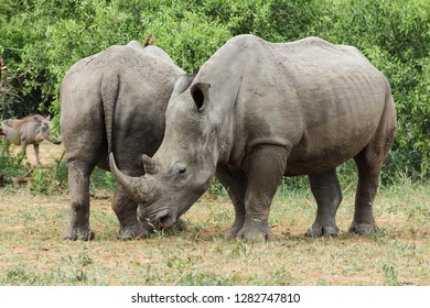 Encountered this Rhinoceros while visiting the famous Kruger National Park in South Africa. - Shutterstock ID 1282747810