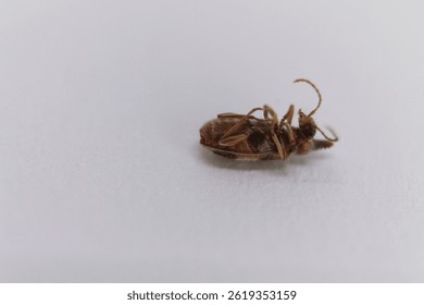 Encountering a close-up of a bed bug lying on a plain surface in a dimly lit room creating an unsettling atmosphere of pest infestation concerns
