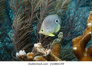 Encountering a four-eyed butterflyfish in the underwater world of Bonaire
